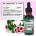 Nature's Answer Echinacea & Goldenseal Liquid Extract Drops Alcohol Free 1 Ounce | Promotes Overall Wellness | Natural Immune Booster | Inflammatory Reducer - Buy Online on GoSupps.com