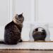 ikuso Indoor Cat Door - White Large Interior Pet Door for Kitties and Kittens - Buy Online on GoSupps.com