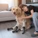 NINVVS 2 pairs of indoor non-slip socks for dogs warm socks for pets soft and adjustable dog socks to protect claws and improve grip (black M) with 1 dog collar - Buy Online on GoSupps.com