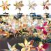 Limtula Colorful Windmill Shape Duckbill Hair Clip New Year Headwear for Children Taking Photo Birthday Christmas Hairpin Five colorful leaves - Buy Online on GoSupps.com