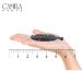 Camila Paris CP2428 3.25 French Banana Clip Hair Comb - Round Ponytail Holder - Interlocking Combs for Thick Hair - Fashion Hair Accessories - Made in France (Tortoise Shell) - Buy Online on GoSupps.com