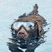 JIAMIAN Dog Goggles - Anti-UV Windproof Eye Protection for Medium & Large Dogs, Black - Buy Online on GoSupps.com
