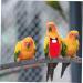 Iplusmile Parrot Suit - Bird Windula Accessories for Home Birds | Pet Needs & Clothing for Bird Lovers | Red Set - Buy Online on GoSupps.com