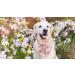Lionet Paws Dog Bandana - Pink Flower Triangular Scarf for Small Medium & Large Dogs | Stylish Headscarf for Pets (Pack of 1) - Buy Online on GoSupps.com