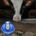 Mipcase Cow Drinking Bowl Stainless Sink Goat Feeder Blue Accessories Farm Feeding Water Bowl Automatic Dog Waterer Horse - Buy Online on GoSupps.com