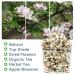 Organic Apple Blossom Flower Tea - Anti-Acne & Freckles | 50g Dried Loose Tea - Buy Online on GoSupps.com