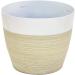 Costa Farms ZZ Plant in 12-Inch White-Natural Dcor Planter for Great Room Decor - Buy Online on GoSupps.com