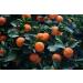 Ladybug Spot Long Lasting Natural Solid Cologne Infused with Essential Oils for Men & Woman 1 OZ Large Size (Earl Grey Tea) - Buy Online on GoSupps.com