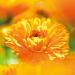 Weleda Calendula Baby Cream - Protects Sensitive Skin, Soothes Irritation, Promotes Regeneration - 75 ml - Buy Online on GoSupps.com