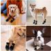 2 Pairs Anti Slip Dog Socks Paws Stop Licking Dog Grip Socks Pet Paw Protector Dog Boots Dog Claw Socks Dog Shoes Dog Slippers with Adjustable Strap for Puppy Dog Indoor Outdoor Hardwood Floor Walking M - Buy Online on GoSupps.com