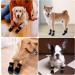 2 Pairs Anti Slip Dog Socks Paws Stop Licking Dog Grip Socks Pet Paw Protector Dog Boots Dog Claw Socks Dog Shoes Dog Slippers with Adjustable Strap for Puppy Dog Indoor Outdoor Hardwood Floor Walking - Buy Online on GoSupps.com