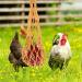SEWOART 3pcs String Parrot Hooks Poultry Feeder Bags Hanging Feeder for Hens Net Bag Mesh Chicken Feed - Buy Online on GoSupps.com
