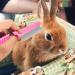 Dxary Rabbit Brush Set - Pet Comb Nail Clippers & Massage Glove for Rabbits Hamsters & Guinea Pigs (Pink) - International Shipping - Buy Online on GoSupps.com