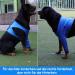 Gtobes Dogs Recovery Suit - Cone Collar Alternative | Abrasion-Resistant Pet Wound Protection | Washable Waterproof Blue XXL - Buy Online on GoSupps.com