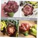 Amosfun Fake Vegetable household Rose wedding shop display artichoke vegetable props silk flower fake fake vegetables decorations wedding ornaments artificial artificial vegetable - Buy Online on GoSupps.com
