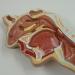 JUJNE Nasopharyngeal and Laryngeal Lesion Model Nasal Cavity Pathological Model Nasal Cavity Magnification Model is Suitable for Medical Teaching - Buy Online on GoSupps.com