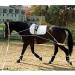 Hunters Saddlery Ultimate Horse Lunging Training Aid System - Black 03 Cob/Horse Size - Buy Online on GoSupps.com