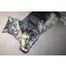 Purrs Ratatouille attachment- Fits PurrSuit Frenzy & DaBird wand Cat Toys - Buy Online on GoSupps.com