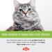 Pure Scottish Salmon Oil for Cats - 500ml | 100% Pure Natural Omega 3 6 & 9 Fish Oil for Cats | Salmon Oil Cats - Cat Supplement - Omega 3 for Cats - Cat Fish Oil - Cat Salmon Oil | Kitty Ketchup - Buy Online on GoSupps.com