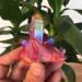 Specimen Healed Rose Flame Aura Quartz Crystal Cluster Specimen 40-50 As a Gift ERTEYIN 40-50g - Buy Online on GoSupps.com