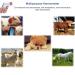 DAUERHAFT High Precision Veterinary Infrared Thermometer Blue Non-Contact Digital Thermometer for Pig Sheep Horse Dog - Buy Online on GoSupps.com