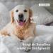 Animal Lovers Darmwohl Sticks for Dogs | Natural Treats for Healthy Digestion & Intestinal Health - 100% Plant-Based with Prebiotics Herbs & Volcanic Earth - Buy Online on GoSupps.com