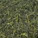  Daisan Tea Daisan Tea Honyama Sencha Japanese Green Tea Premium Tea | New Harvest Ryoku-Cha from Shizuoka Japan New to Europe (50g - Buy Online on GoSupps.com