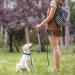 Wolfone 10m Lake Green Non-Slip Latex Training Lead for Dogs/Cats - Lightweight Daily Walking Lead for All Sizes - Ideal for Recall, Camping & Training - Buy Online on GoSupps.com