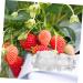 SEWOART 1 Set Shaping Clear Mold Vegetable DIY Molds Melon Stereotypes Plastic Forming Machine - Buy Online on GoSupps.com