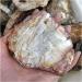 200G Irregular Natural Rough Woodstone Slices Wood Fossil Slab Vintage Coasters Raw Xylopal Stone Cottage Decor (Size : 300 350g) - Buy Online on GoSupps.com