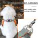 Rennaio No Pull Dog Harness & Adjustable Puppy Dishes Set - Ultra Comfortable Chest Harness & Leash for Small & Medium Dogs (Orange Size S) - Shop Internationally - Buy Online on GoSupps.com