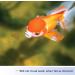 Aqueon Goldfish Flakes 7.12oz - Nutritionally Balanced Fish Food for Vibrant Orange Goldfish - Buy Online on GoSupps.com