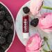  Labello Labello Blackberry Shine Lip Balm 6 Pack (6 x 4.8g) with Soft Red Shine and Shimmering Pigments Lip Care Without Mineral Oils - Buy Online on GoSupps.com