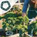 Fulenyi Bamboo Pipe Holder - 10-Hole Plant Support for Climbing Plants Cucumbers Tomatoes & Peas - Durable Garden Plugs - Buy Online on GoSupps.com