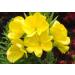 PLAT FIRM Seed Germination 20000 Evening Primrose Oenothera lamarckiana 500 thru 12 oz Seeds Select your size