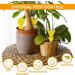 60-Piece Yellow Stickers for Fungus Gnats | Safe Odorless Adhesive Traps for Houseplants & Flowers - Effective Indoor & Outdoor Fly Control - Buy Online on GoSupps.com