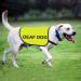 Deaf Dog Jacket Vest Deaf Awareness Dog Vest Dog Special Needs Dog Warning Vest (Deaf Dog-Medium) - Buy Online on GoSupps.com