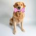 Cooking tools for dogs chewing bones robust & durable: dog toys against boredom from natural rubber for aggressive chewing - fillable robust & good for dental care |Color: pink size: s pink s (1 Pack)