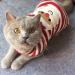 BOBIBI Cat Sweater Christmas Santa Claus - Small Winter Knitwear for Pet Cats - Buy Online on GoSupps.com