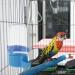 Raxove Bird Automatic Water Dispenser Bird Water Drinking Water Bottle Safe Hanging Bird Supplies Hanging in Birds Cage Drinker Container for Parrots Budgie Cockatiel Blue - Buy Online on GoSupps.com