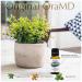 OraMD Original Tooth Oil (1) - Natural Toothpaste & Mouthwash Alternative - Buy Online on GoSupps.com