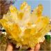 Crystal Cluster Rare New Yellow Phantom Quartz Crystal Cluster (Size : 300-350g) - Buy Online on GoSupps.com