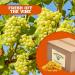 FANCY Golden Seedless South African Sun-Dried Raisins 10 lbs - Sweet & Nutritious for Baking, Cooking, Snacking & Garnishing | Presto Sales LLC - Buy Online on GoSupps.com