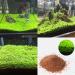 C-LARSS Aquarium Fish Tank Plant Seeds - Green Leaves Carpet Water Grass Decor for Aquatics - Buy Online on GoSupps.com