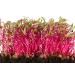 Country Creek Acres Beet Sprouting Seeds 6 oz - Non GMO Microgreens for High Germination in Juicing, Gardening, and Salad Sprouts - Buy Online on GoSupps.com