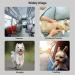 Pet Sling Carrier Hands-free Small Pet Pouch Bag Front Pocket Cat Dog Carrier Bag with Breathable Net Shoulder Tote Bag for Small Animals Dog Cat Puppy Doggy Outdoor Travel Walking Carrying - Buy Online on GoSupps.com