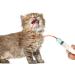 7 Pack Puppy Feeding Tube Kit - Includes 3 Red Tubes, Syringes, and Bulb Syringe for Lamb, Goat, Kitten - Ideal for Whelping and Watering - Buy Online on GoSupps.com