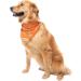 Insect Shield Repellant Dog Bandana | Flea, Tick, & Mosquito Protection | Orange, 1 Count, 19x19 - Buy Online on GoSupps.com