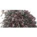 Atlantic Rhodymenia Webbed Dried Dulse Flakes 3.52 Ounce/100g - Buy Online on GoSupps.com