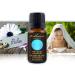 Nausea Relief Oil Synergy Blend - 100% Pure Essential Oils for Motion & Morning Sickness Gas Bloating | Ginger Lavender Peppermint & Spearmint - 15 mL - Buy Online on GoSupps.com